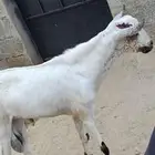 تيس للبيع