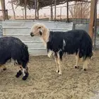 فحل نجدي