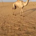 اصيل جاهزه للضراب