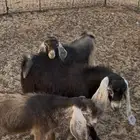 قصر كلاخ