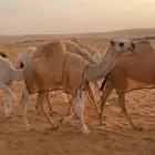 قعود مفرود على حاكم بن شافي الدوسري