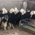 رخال نجد طيبه