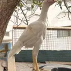 دجاج باكستاني