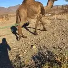 جمل مزاين اصفر طيب شكله للبيع