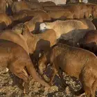 سواكن حمري تقييم 110 متوفر تمارا