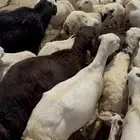 ضان رفيديه دفع