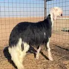 فحل نجدي خصم