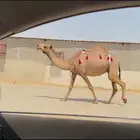 للبيع لقحه صفراء