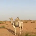 للبيع ناقه هجن