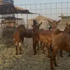 جفار محايليات