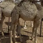 قعدان للبيع