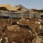 طليان سواكني 90 راس حمري