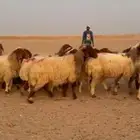 غنم نعيم دفيع .