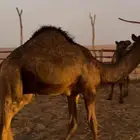 قعدان مجاهيم