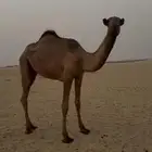 حقه صفرا كفو
