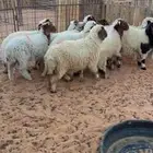 نعيم