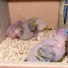 مطلوب زوج بادجي معاه فروخ صغار مره جدا يكون الموقع بالرياض