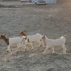 جفرات ماعز قزم