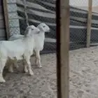 ذبايح حريات مع الصلخ والتصويل