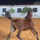 مهره بنت البطل نيروز العنايه نازله مزاد واتس الان