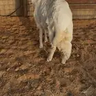 خروف حري للبيع