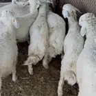 طليان