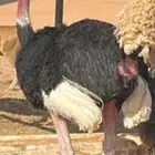 نعام ذو الرقبة الحمراء