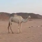 ناقه حايل للبيع