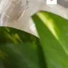 سمك فايتر