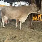 بقره البيع مستعجل
