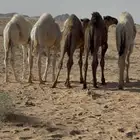 حشو قعدان حيران