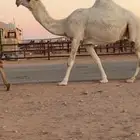 ضروبه وضحاء