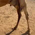 خلفه حمرا مصغر