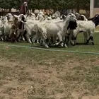 للبيع جفرات مشاريك فاخره تآسيس مراح