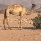 ناقه للبيع بنت حبيب