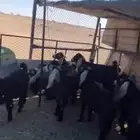 تيوس