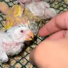 فروخ روز سوبر جامبو