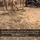 للبيع عشراء سدس الدوادمي