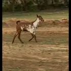 جفره وشحا