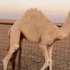 حاشي قصب