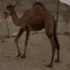 بكار نضيفه