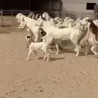 معزا هولنديات ومطورات