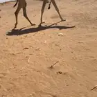 ضروبه رمانيه