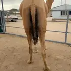 للبيع بعير حمر