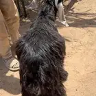 تيس مغلق مغلق شرط