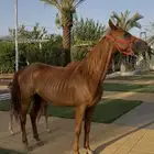 فرس شعبيه فاخره