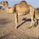 ناقه حايل بريه سنها ناب