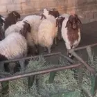 ذبايح نعيم بلدي انتاج مزرعه