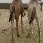 قعودين