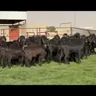 جذعات قبرصيه دبس فاخره
